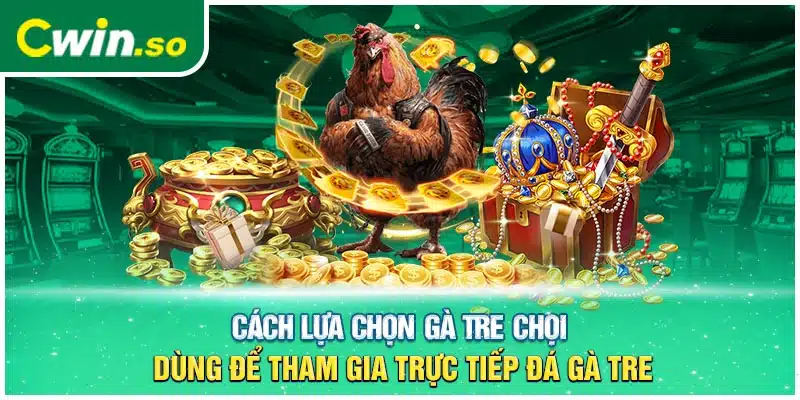 Cách lựa chọn gà tre chọi dùng để tham gia trực tiếp đá gà tre