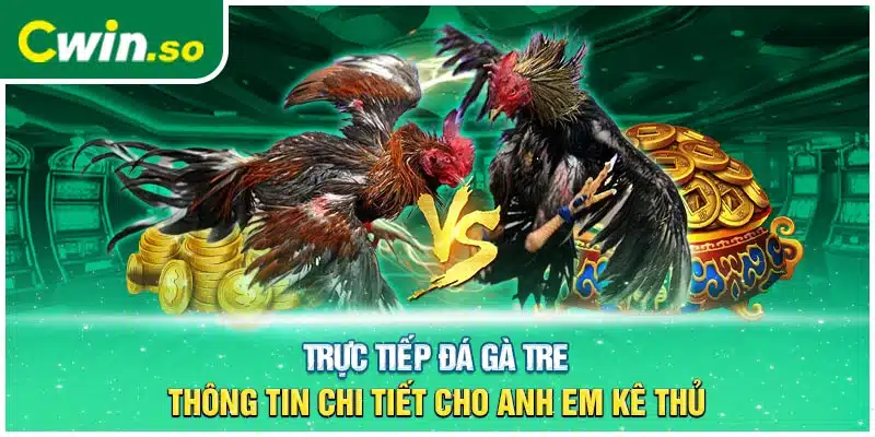 Trực Tiếp Đá Gà Tre- Thông Tin Chi Tiết Cho Anh Em Kê Thủ