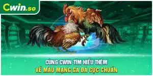 Cùng CWIN Tìm Hiểu Thêm Về Màu Mạng Gà Đá Cực Chuẩn